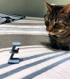 a cat sitting on top of a bed next to a remote control that says, not to self check the dimensionss of everything before ordering on amazon