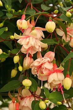 pink and white flowers are blooming on the tree