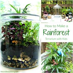 The Ultimate Rainforest Activities Kids Theme Rainforest Terrarium, Rainforest Preschool, Ecosystem Activities, Rainforest Classroom, Rainforest Crafts, Rainforest Activities, Rainforest Project, Rainforest Biome