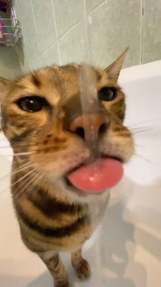 a cat is sticking its tongue out in the bathtub with it's tongue hanging out