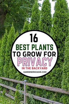 Best Evergreen Plants For A Privacy Hedge | Evergreens Privacy Shrubs, Fast Growing Privacy Shrubs, European Fan Palm, Fast Growing Shrubs, Shrubs For Privacy, Leyland Cypress, Privacy Hedge, Evergreen Hedge