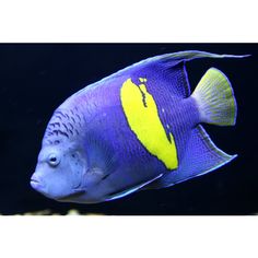 a blue and yellow fish swimming in an aquarium