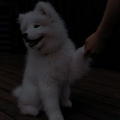 a small white dog sitting on top of a wooden floor next to a persons hand