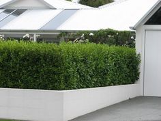 a white house with a large hedge next to it