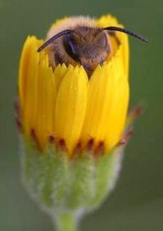 a bee sitting on top of a yellow flower