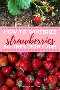 strawberries with the words how to winterize strawberries so they don't die