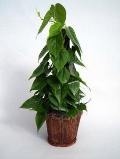 a potted plant with green leaves in it