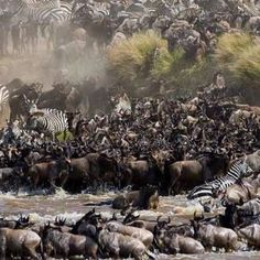 a large herd of zebras and wildebeest cross a river