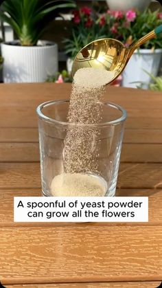 Amazing Garden Ideas | Plant care recipes from yeast powder #gardening #gardentools #gardeningtools #tool #tools #gardeningmakemehappy #handtools #cooltools... | Instagram Amazing Garden Ideas, Herb Plants, Plant Watering, Garden Plant Pots, Fertilizer For Plants, Home Gardening, October 27, Growing Herbs, Planting Herbs