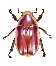 a close up of a beetle on a white background