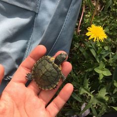 a small turtle sitting on top of someone's hand in front of some flowers