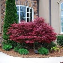 a red tree in front of a house with bushes and shrubs around the window sill