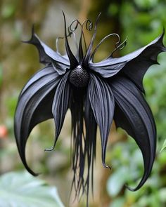 a black flower that is hanging from a tree