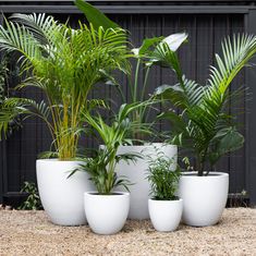 three white planters with plants in them sitting on the ground next to a fence