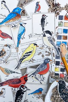 many different birds are shown on paper and some paintbrushes with pencils next to them