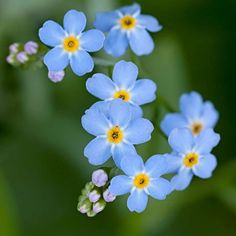 small blue flowers with yellow centers on green stems