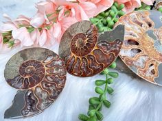 three ammonite shell pendants sitting next to flowers