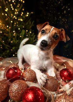 a small white and brown dog sitting on top of a table next to christmas ornaments