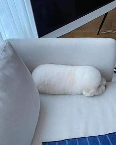 a dog sleeping on a couch next to a television