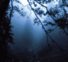 the sun shines through the branches of trees in the foggy forest at night