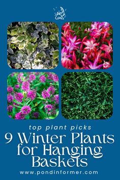 Article showcasing the 9 best winter plants for hanging baskets, ideal for adding color and texture to your garden during the colder months.

Winter Garden, Winter plants, Hanging basket