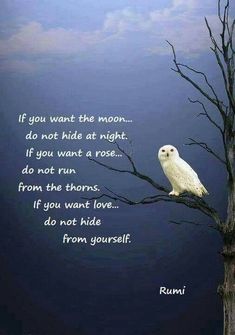 a white owl sitting on top of a tree next to a quote from the book if you want the moon, do not hide at night