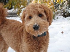 a small brown dog standing in the snow