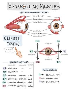 an eye diagram with the words extrocular muscles and their corresponding parts labeled in red