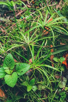 the grass is green and has small leaves growing on it, along with other plants