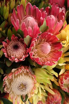 a bunch of flowers that are in the middle of some kind of plant with green leaves