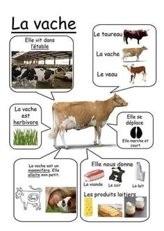 a diagram showing different types of animals and their names in the french language, including cows