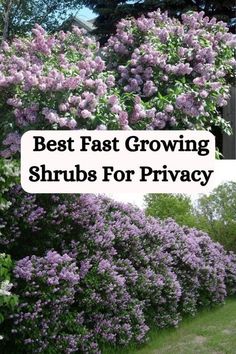 Looking for the best fast-growing shrubs for privacy? Explore our top picks and tips for planting and maintaining these shrubs to create a lush and secluded outdoor space. Farmhouse Landscape, Fast Growing Shrubs, Shrubs For Privacy, Fall Gardening, Screen Plants, Flower Varieties, Lawn Work, Privacy Plants, Privacy Landscaping