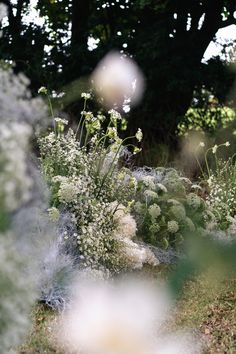 some white flowers are growing in the grass