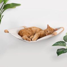 an orange tabby cat laying in a hammock bed next to a potted plant