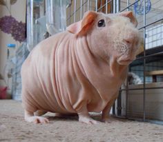 a hairless animal sitting in front of a cage