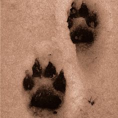 an animal's paw prints in the snow