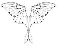 the outline of a butterfly's wings