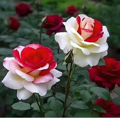 two red and white roses with water droplets on them