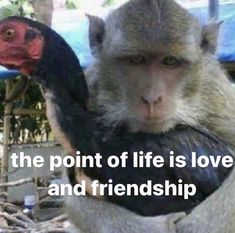 a monkey with a bird on its back and the caption reads, the point of life is love and friendship