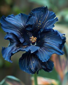 a blue flower with water droplets on it