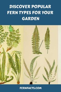 Illustrations of various fern species with text "Discover Popular Fern Types for Your Garden" at the top and website "FERNFACTS.COM" at the bottom. Fern Types, Caring For Ferns, Fern Planters, Cinnamon Fern, Christmas Fern, Fern Care, Lady Fern, Types Of Ferns