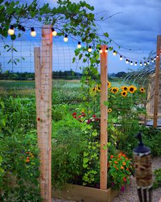 a garden with lots of plants and lights hanging from it's poles in the evening