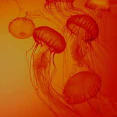 three jellyfish swimming in an orange and red water tank with their heads turned to the side