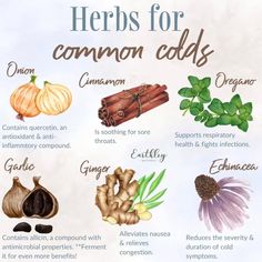 Herbs for common colds Herbs For A Cold, Herbal Remedies For Colds, Herbs For Colds, Herbal Cold Remedies, Common Cold Remedies, Witch's Apothecary, Herbal Properties, Beginner Witchcraft