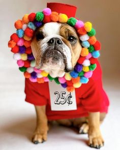 a dog wearing a red shirt with colorful pom poms on it's head