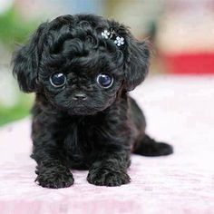 a small black puppy sitting on top of a table