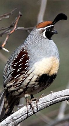 a bird sitting on top of a tree branch