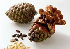 three pine cones and seeds on a white surface