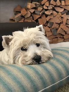 a small white dog laying on top of a blue and green cushion next to firewood