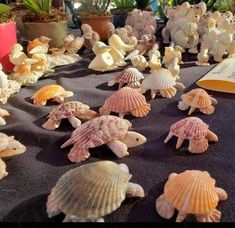 many small shells are on the table next to an open book and potted plants